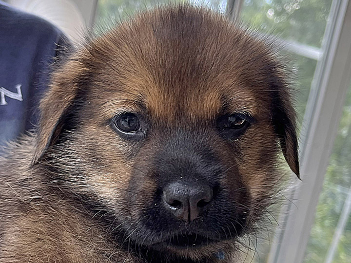 chinook puppy